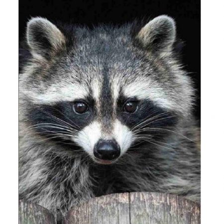 Набор для рисования по номерам Крыса (30*40) 70298